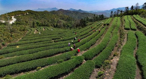 缘聚武夷,山海一壶茶